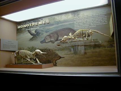 Monotreme skeletons.  Echidna and Platypus<br>Location: <a href="https://www.google.com/maps/search/?api=1&query=38.89096,-77.02601" target="_new">Smithsonian National Museum of Natural History</a>